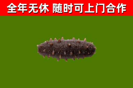 宁晋回收海参干